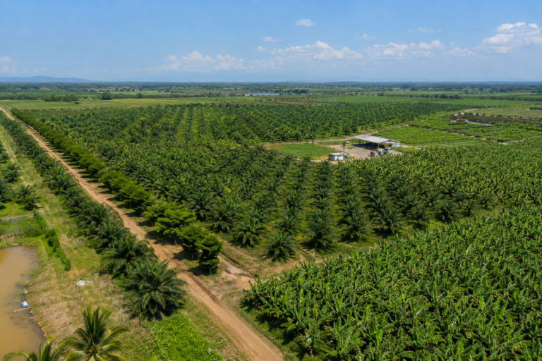 Finca agrícola productiva en la Costa del Ecuador utilizada para avalúo técnico especializado de propiedades agrícolas